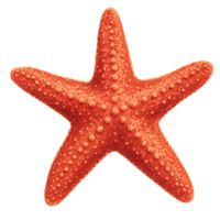 der Seestern
