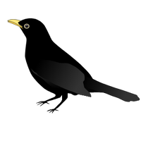 die Amsel