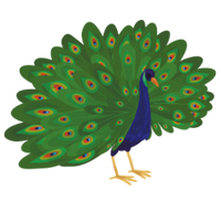 der Pfau