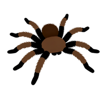 die Spinne