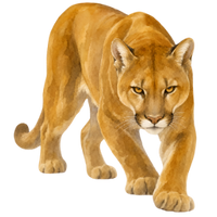 der Puma