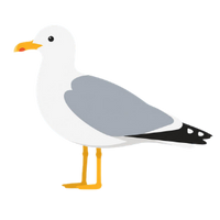 die Möwe