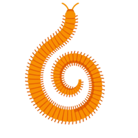 der Tausendfüßler