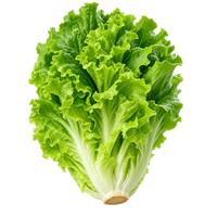 der Salat
