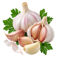 der Knoblauch