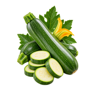 die Zucchini